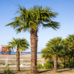 Palma konopná (Trachycarpus fortunei) - výška kmeňa 20-30 cm, celková výška 100-120 cm, kont. C18L (-17°C) 